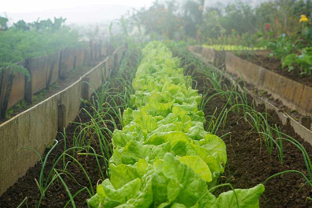 Home Gardening.