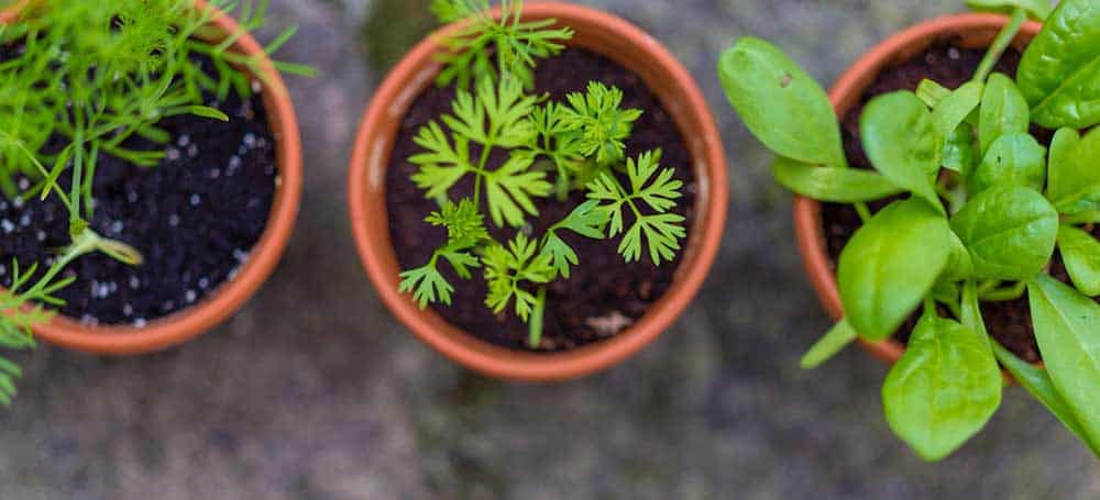 Potted plants.